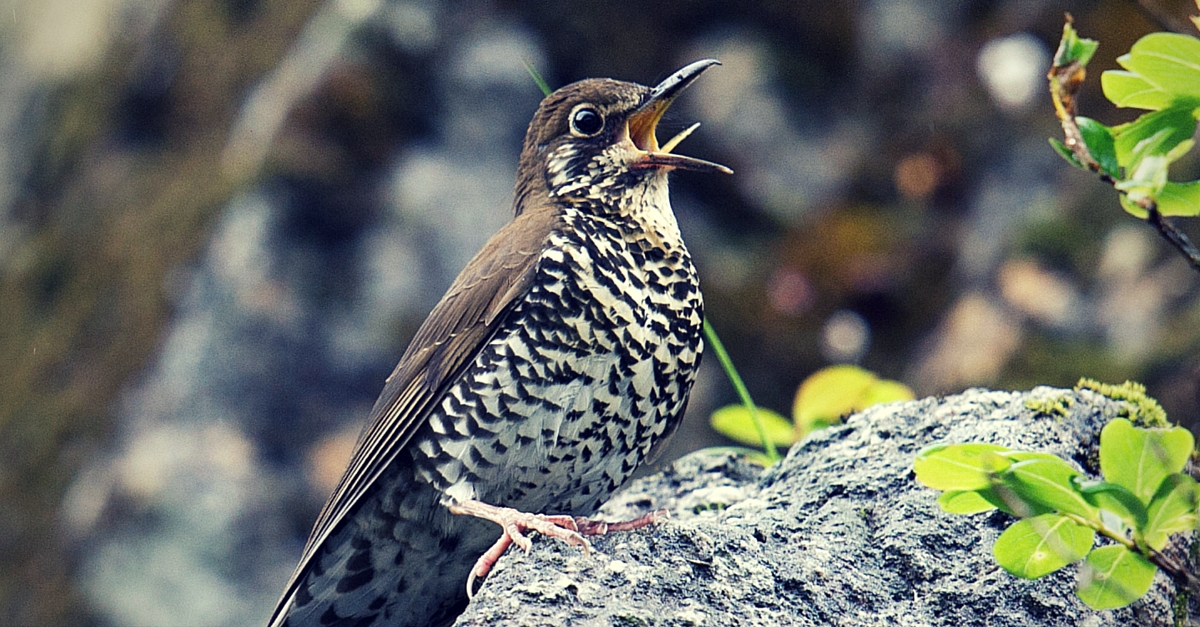 A Brand New Bird Has Just Been Discovered in North East India. Here’s All You Need to Know about It