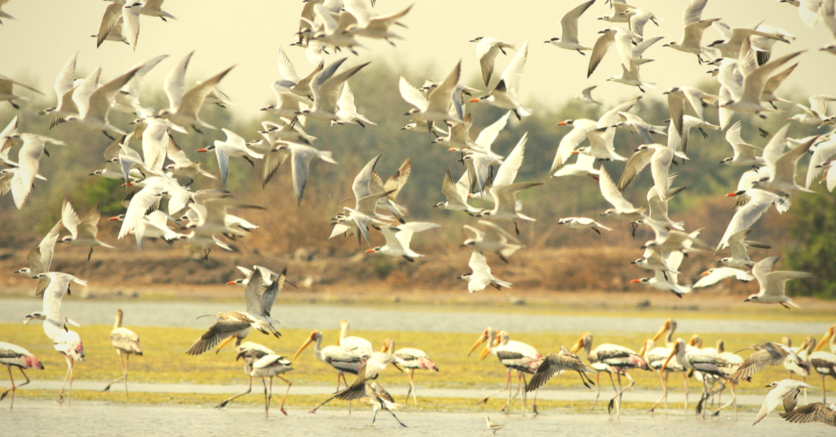 How Birdwatchers in India Can Participate in the Asian Waterbird Count