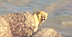 [VIDEO] Watch This Incredible Video of a Lion Being Rescued from the Ocean in Gujarat