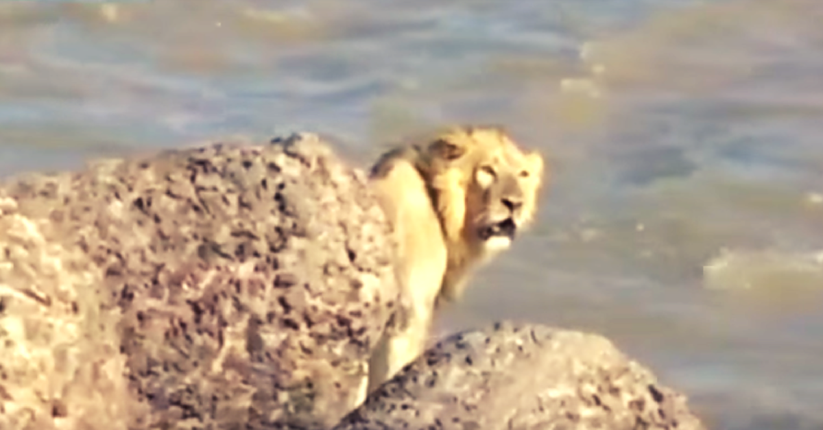 [VIDEO] Watch This Incredible Video of a Lion Being Rescued from the Ocean in Gujarat
