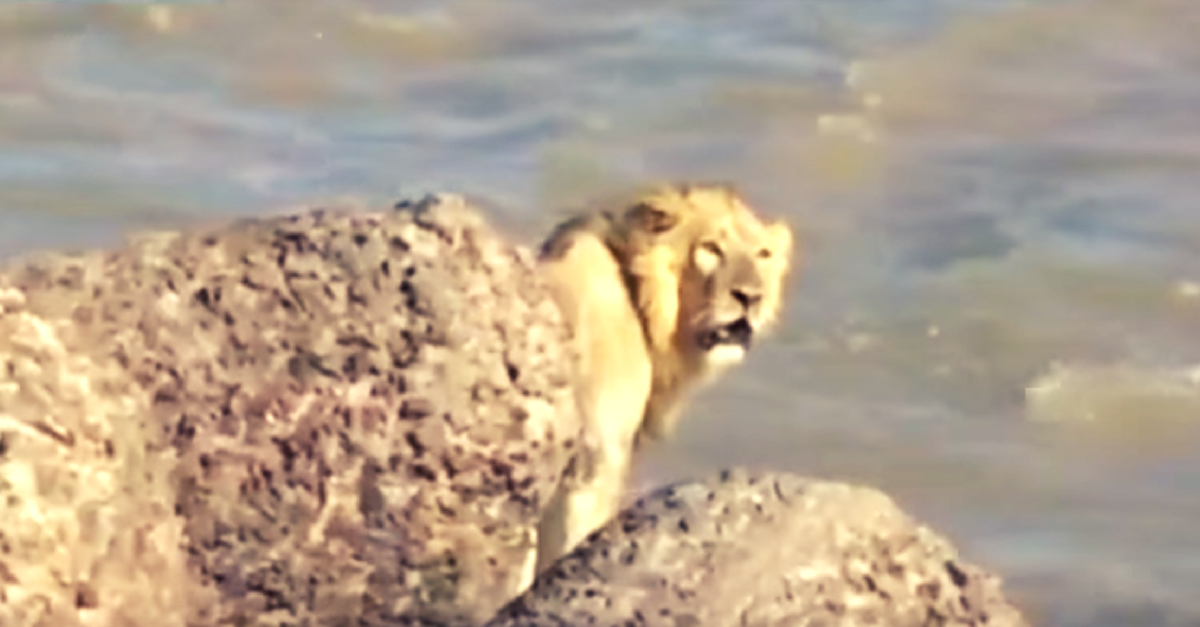 lion rescued