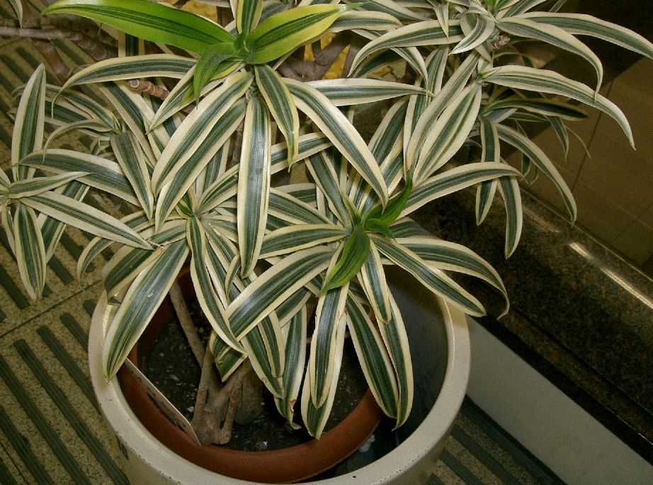 Chlorophytum comosum - Wikipedia