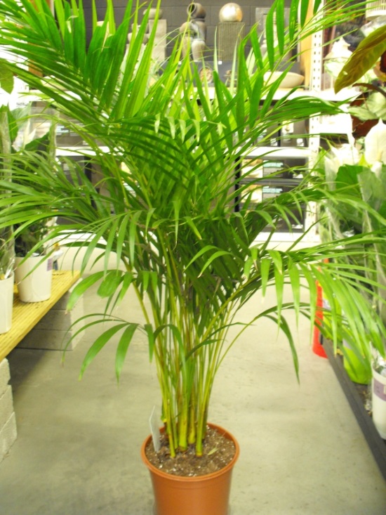 plant_areca