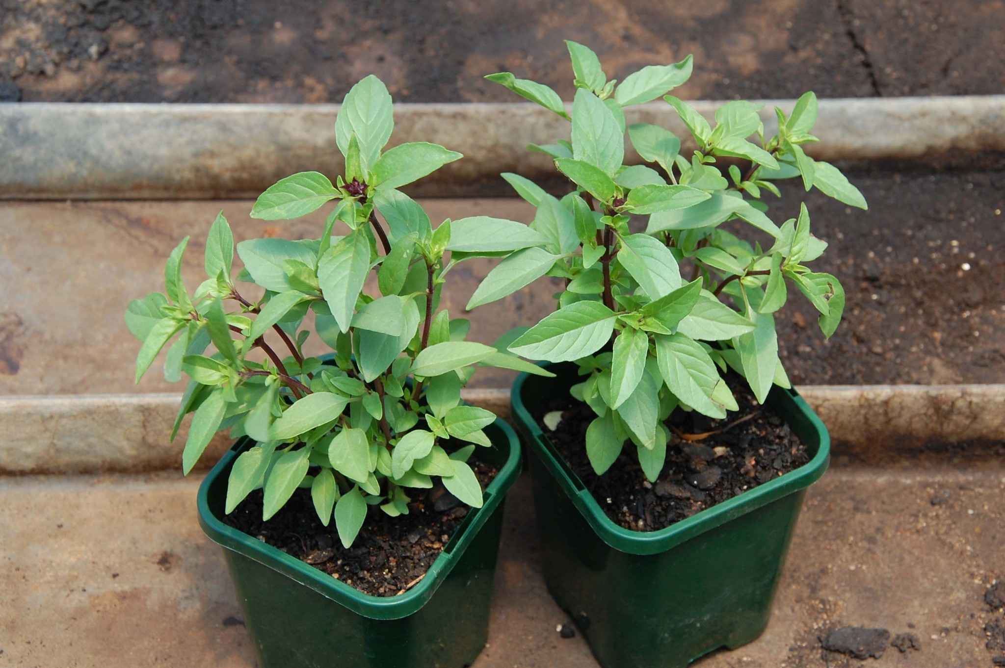 indoor plants