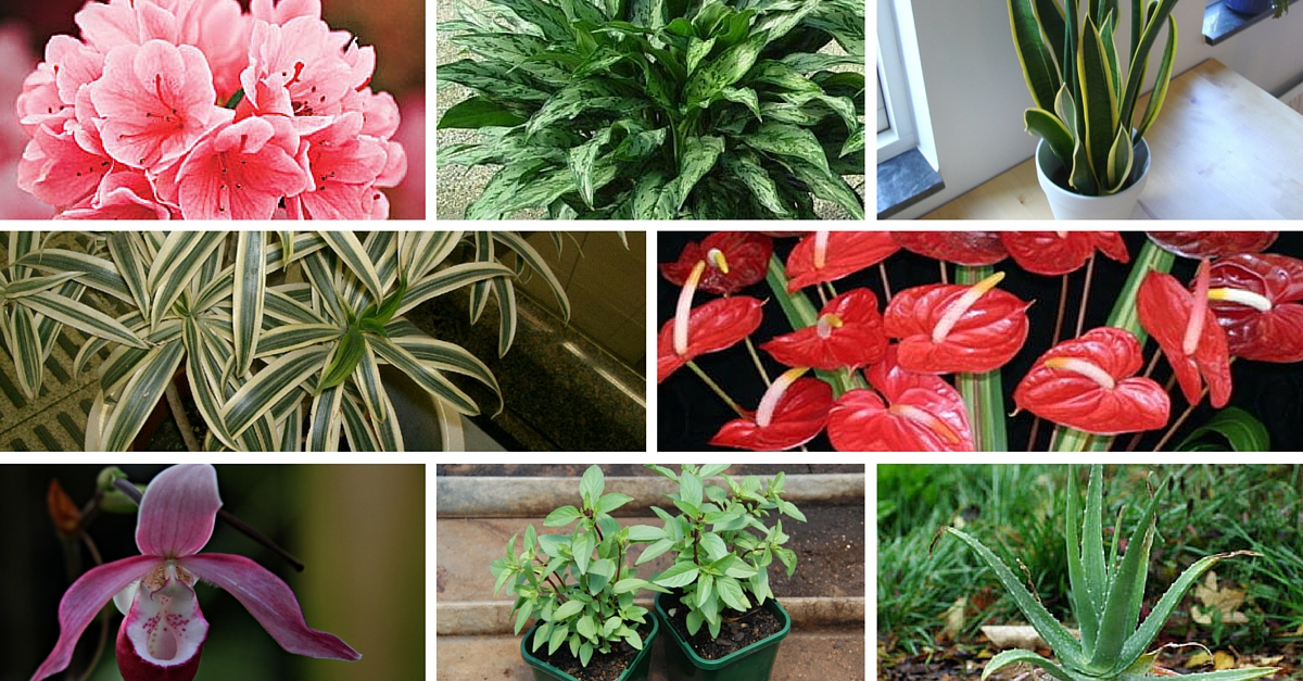10 Indoor Plants That You Can Grow in Your House Right Now!