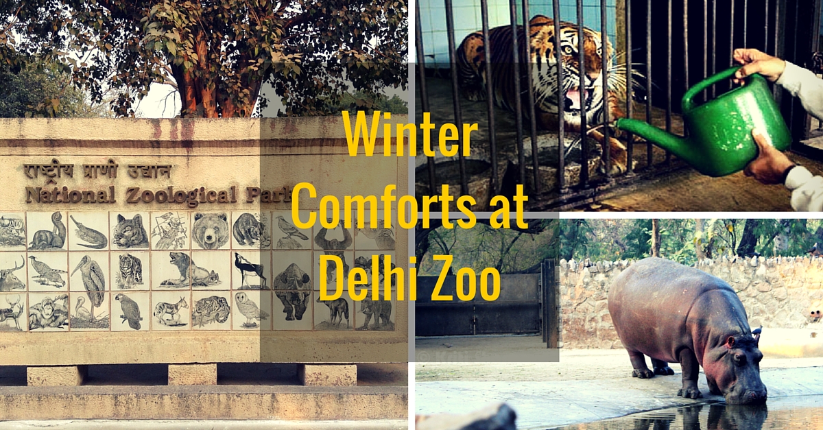 How the National Zoo in Delhi Makes Winter Comfortable for Animals