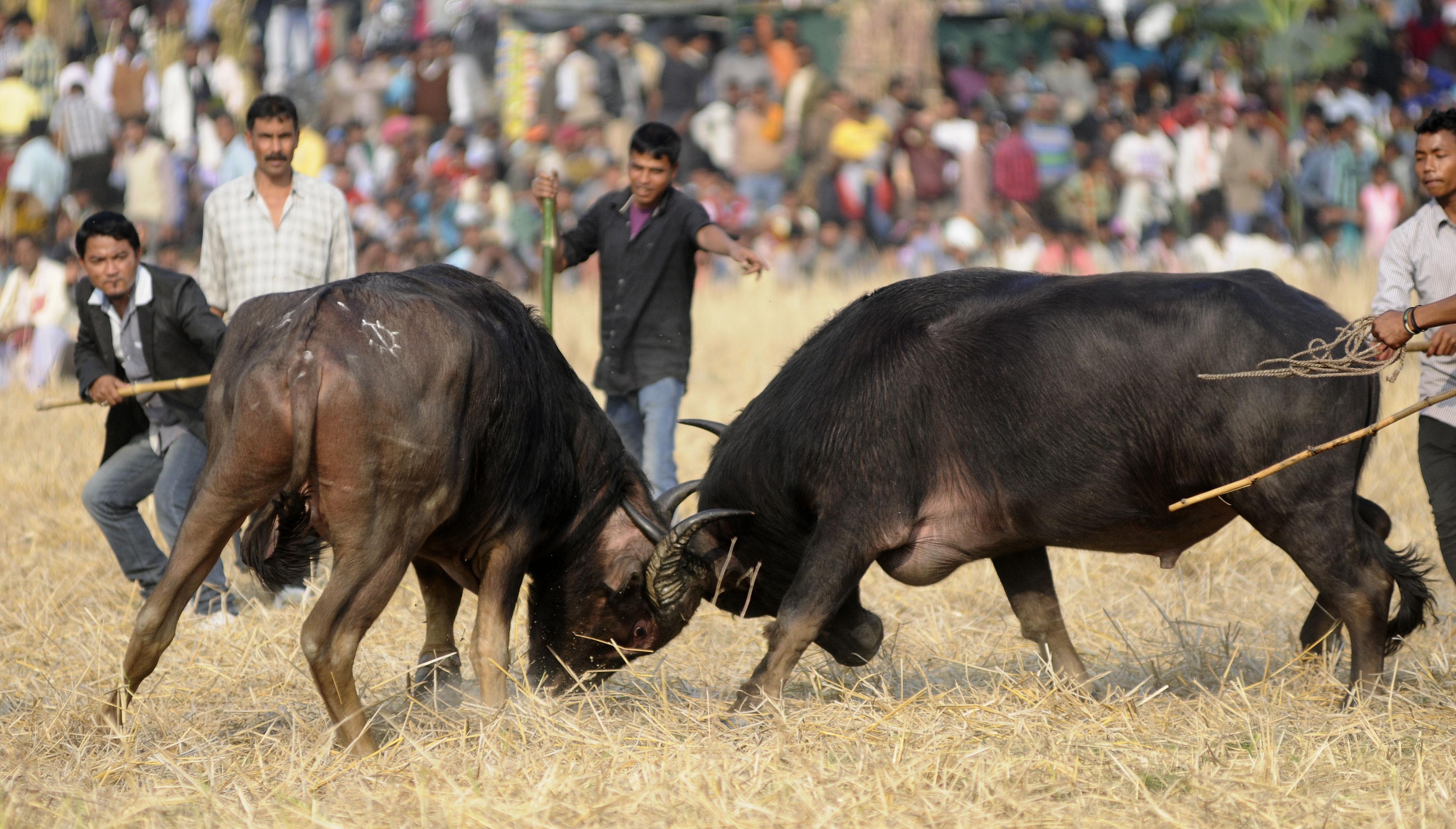 Indians watch a traditional buffalo fight in progress at Ahatguri, some 80 kms away from Guwahati, the capital city of Indias northeastern state of Assam on 15 January 2014. The age-old buffalo fight is organised on the occasion of the harvest festival 'Bhogali Bihu' in Assam. PHOTO/ Biju BORO