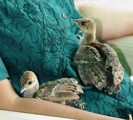 Peafowl chicks getting comfortable in a human lap 