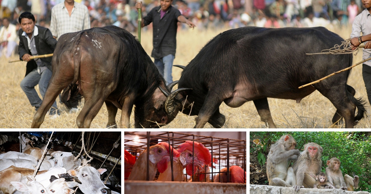 15 Animal Rights in India That Every Citizen Should Know