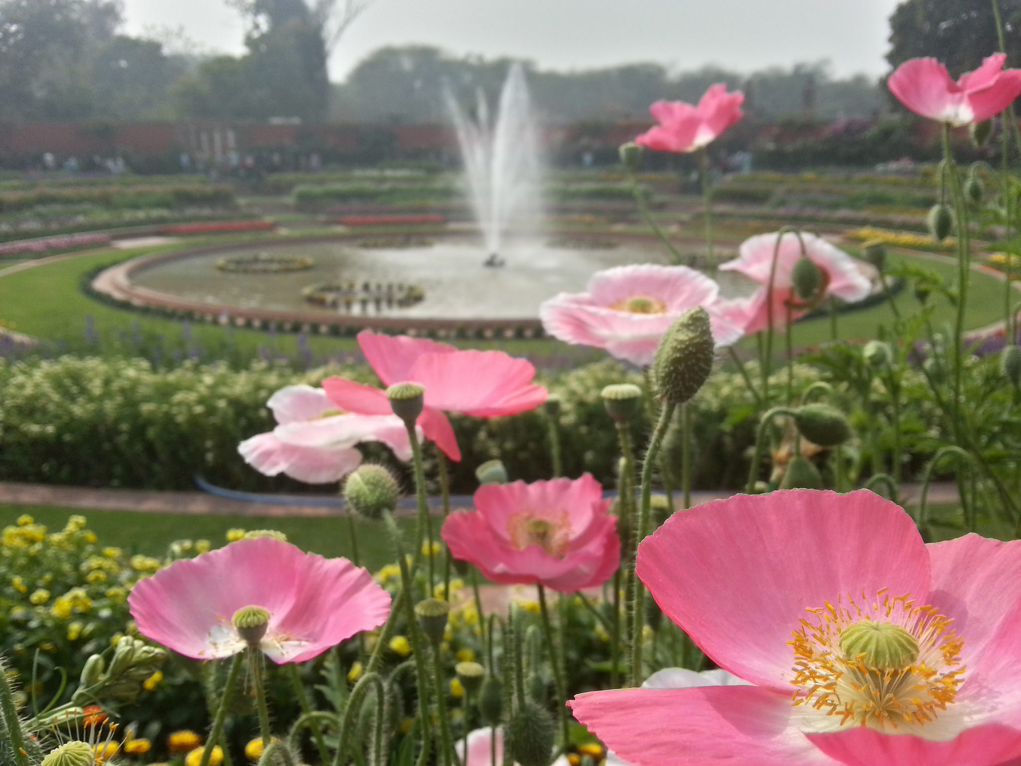 mughal gardens5