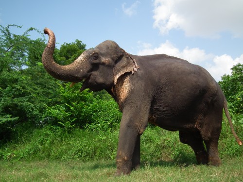 Bhola the Asian Elephant