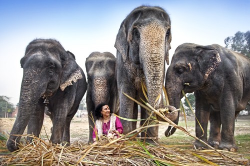 Geeta Seshamani with the elephants at the sanctuary