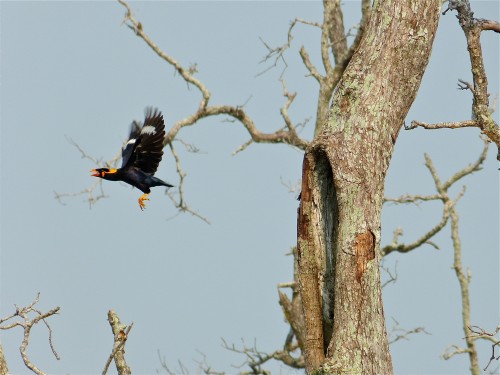 Hill Mynah 