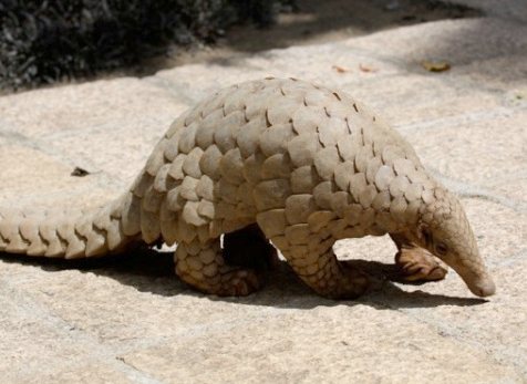 Indian Pangolin