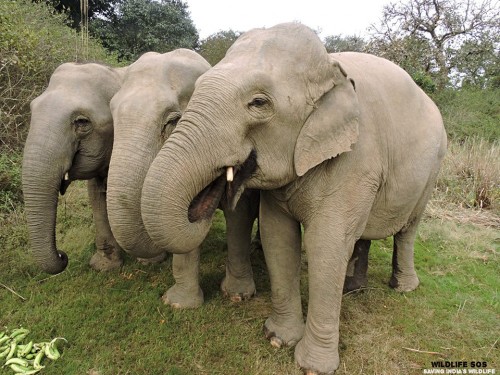 Elephants at the sanctuary in Haryana