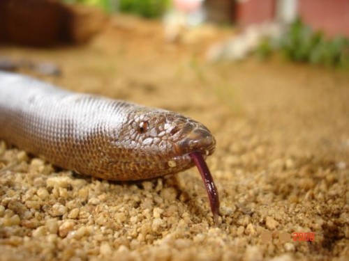 Red Sand Boa