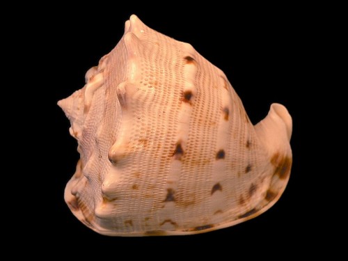 Shells 