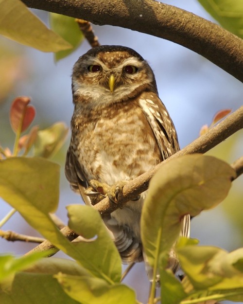 Spotted Owlet