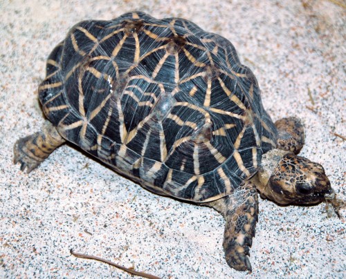 Indian Star Tortoise