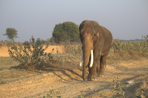 Suraj the elephant without one ear, walks free in the sanctuary