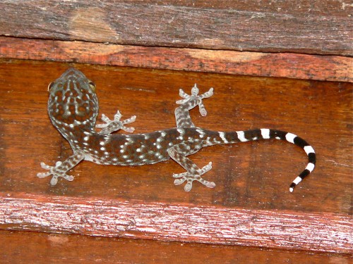 Juvinile Tokay Gecko