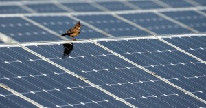 India To Become World’s 4th Largest Renewables Consumer By 2030