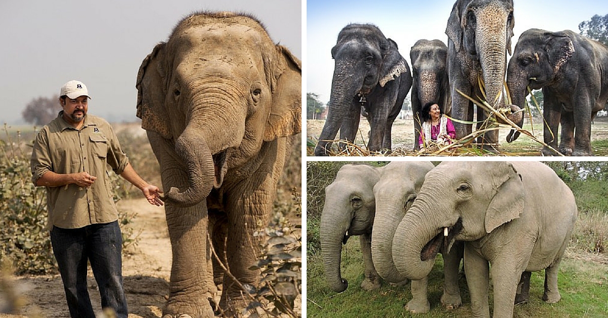 This Elephant Shed Tears When He Was Freed from Chains. Meet the Team That Rescued Him.