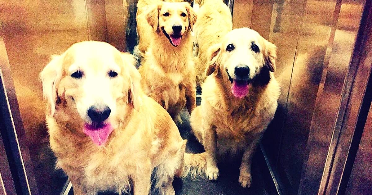 These 3 Golden Retrievers Are Employees at Mumbai T2. For a Reason That’ll Make Your Heart Soar!