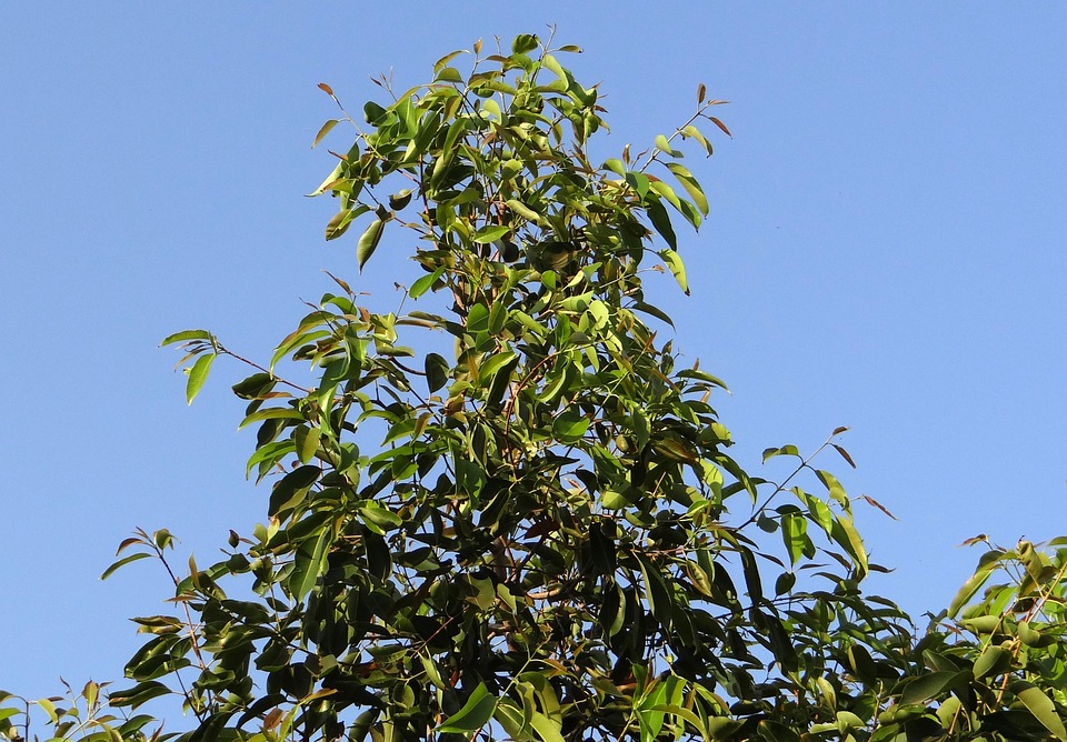 jamun plant