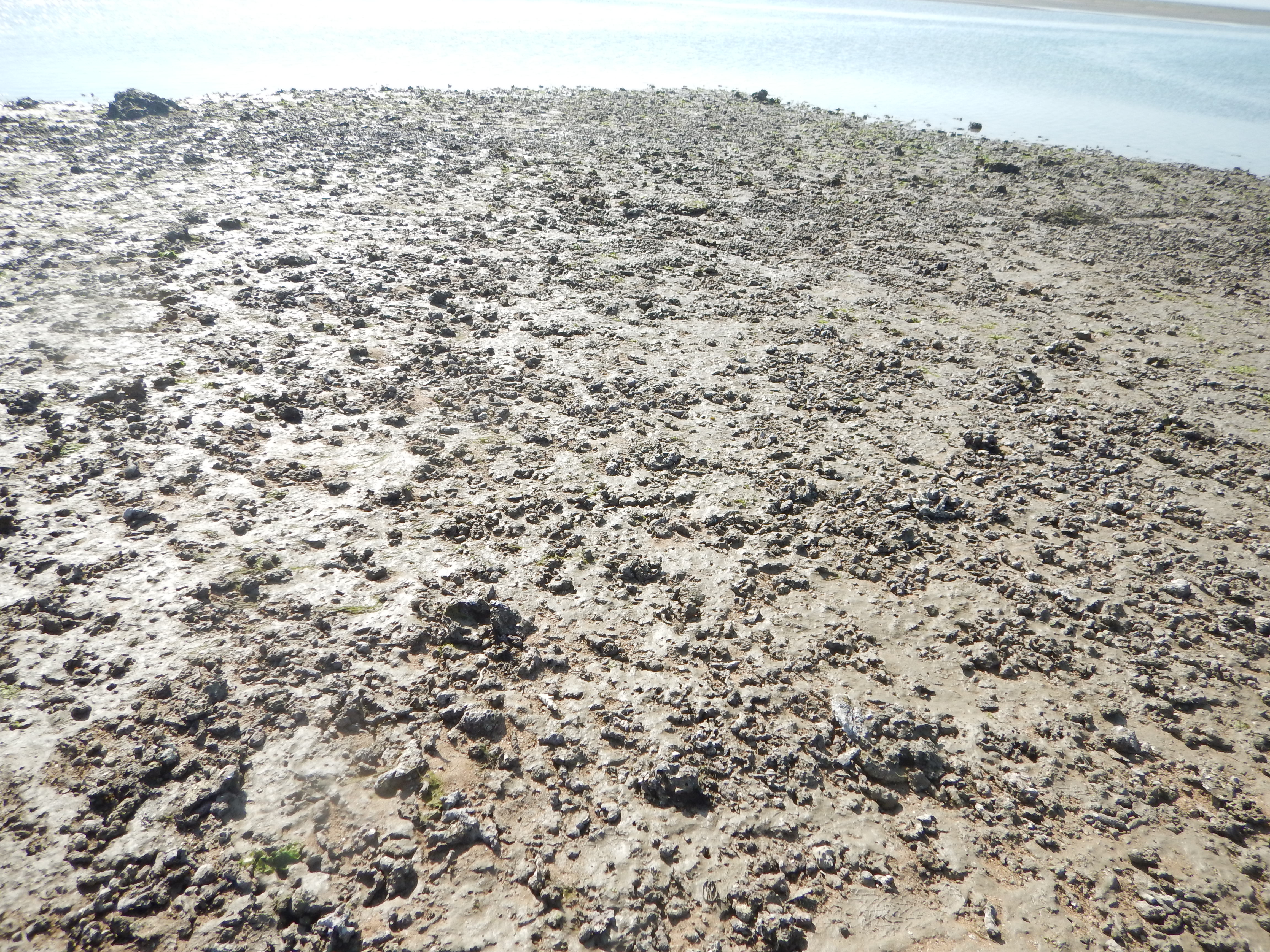Dead Acropora Stag-horn Corals strewn across an island