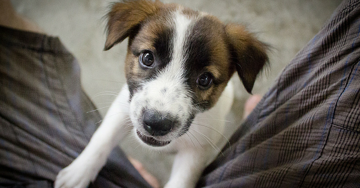 These Puppies in Shelters are Looking for a Home on Petdom, an App That Simplifies Pet Adoption