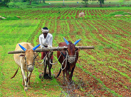 In a Parched Karnataka Village, One Farmer Is Sharing Water from His Borewell with Everyone