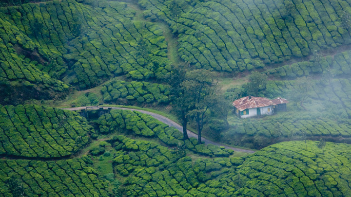 Tea gardens in Munnar