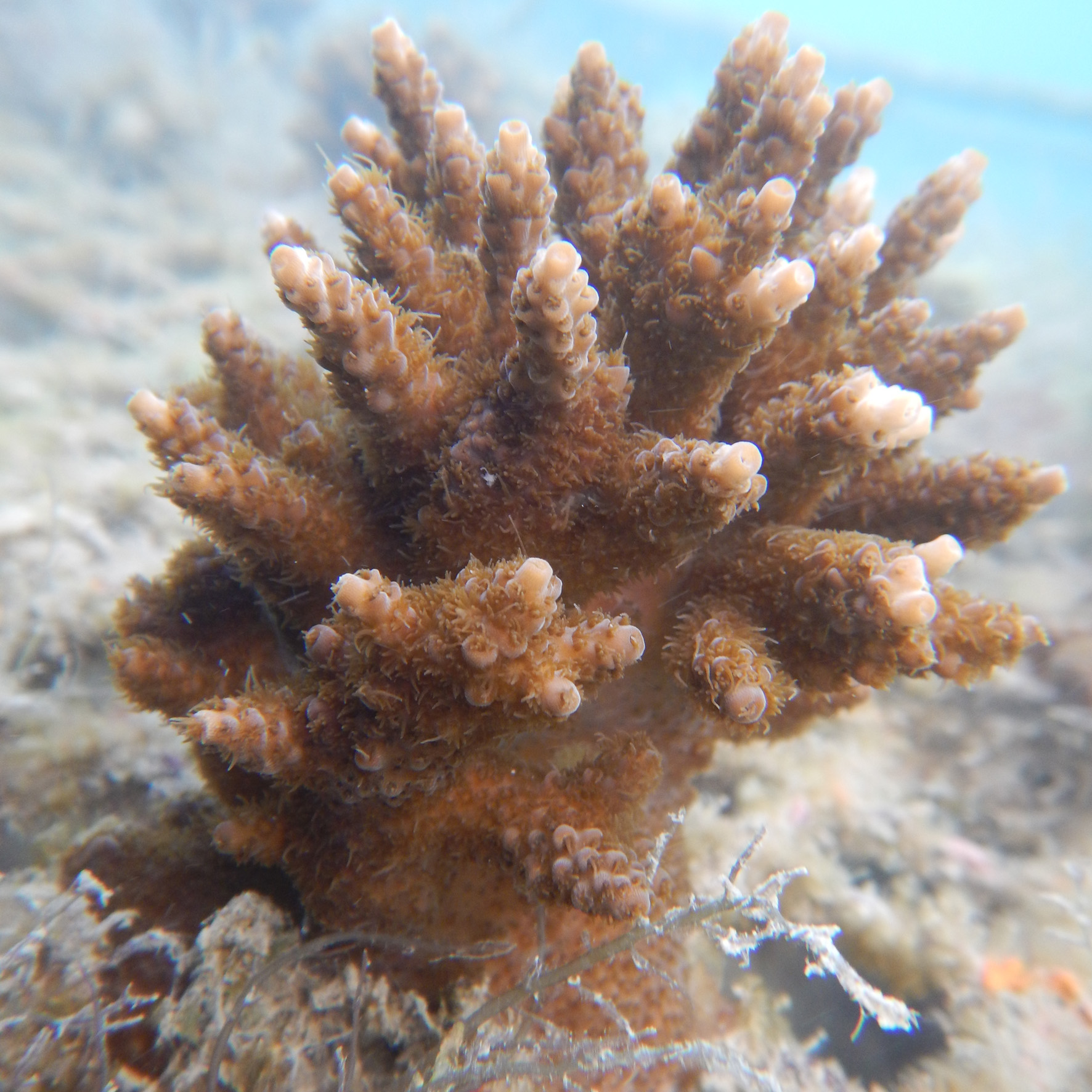 Transplanted Stag horn corals growing well