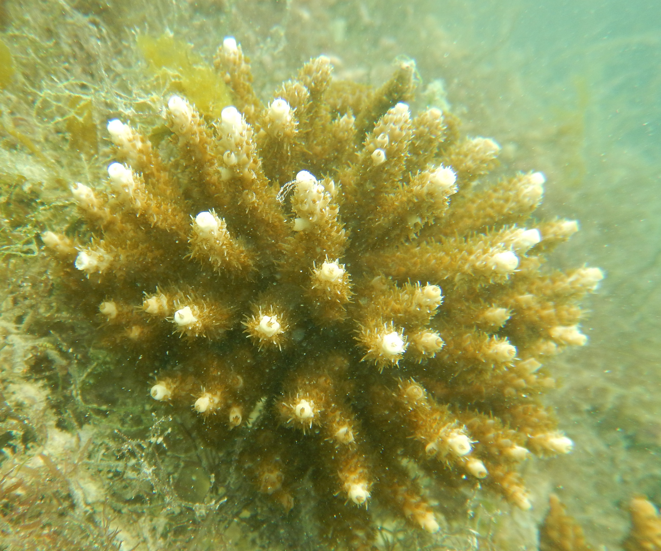 Stag horn corals thriving in the turbid waters of the Gulf of Kutch