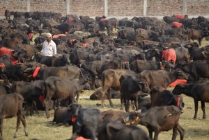 Every five years, the worlds largest animal sacrifice takes place at the Gadhimai Temple in Nepal. The month-long festival has raised controversy due to the large number of animals killed  up to 500,000 over two days. This year, Humane Society International (HSI) successfully petitioned Indias Supreme Court to stop animals at the border. In coordination with Animal Welfare Network Nepal, HSI sent a delegation to patrol the site and confiscate any animals brought in illegally. The team also met with Nepals president and prime minister to discuss the situation. To date, more than 2,500 animals have been saved. In this photo, buffalos are collected at the pit at the Gadhimai Festival in Bara, Nepal on Thursday, November 27, 2014. (Kuni Takahashi/AP Images for Humane Society International)