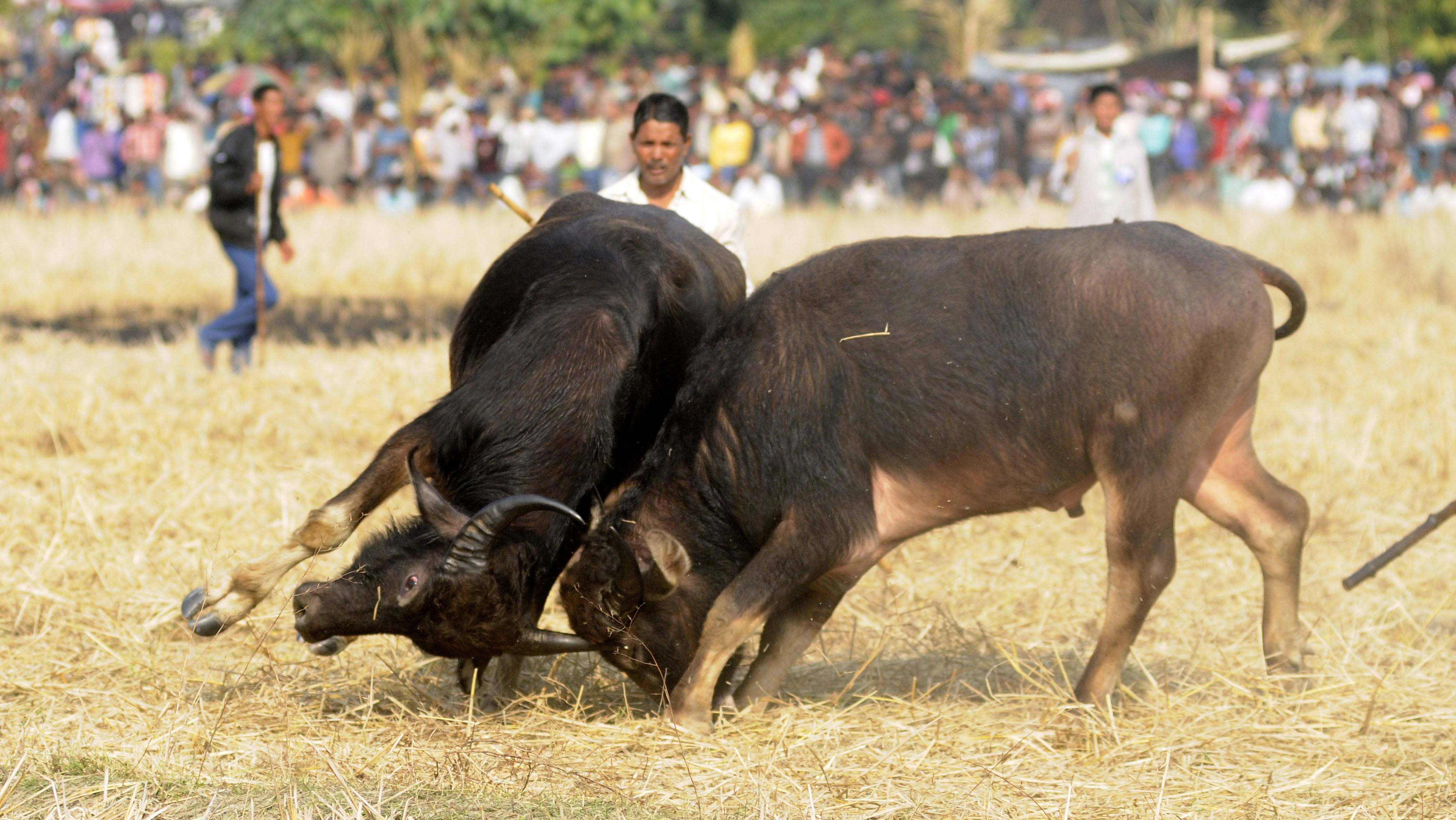 Indians watch a traditional buffalo fight in progress at Ahatguri, some 80 kms away from Guwahati, the capital city of Indias northeastern state of Assam on 15 January 2014. The age-old buffalo fight is organised on the occasion of the harvest festival 'Bhogali Bihu' in Assam.
