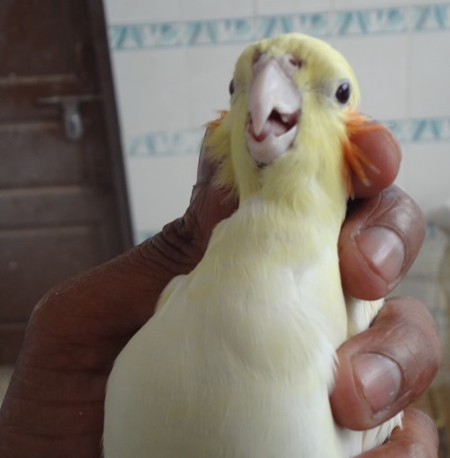 Every bird is check thoroughly before treatment is administered Photo credit: Ugain Jain 