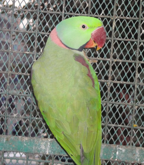 During the initial days of treatment each bird is kept in a separate cage Photo credit: Ugain Jain