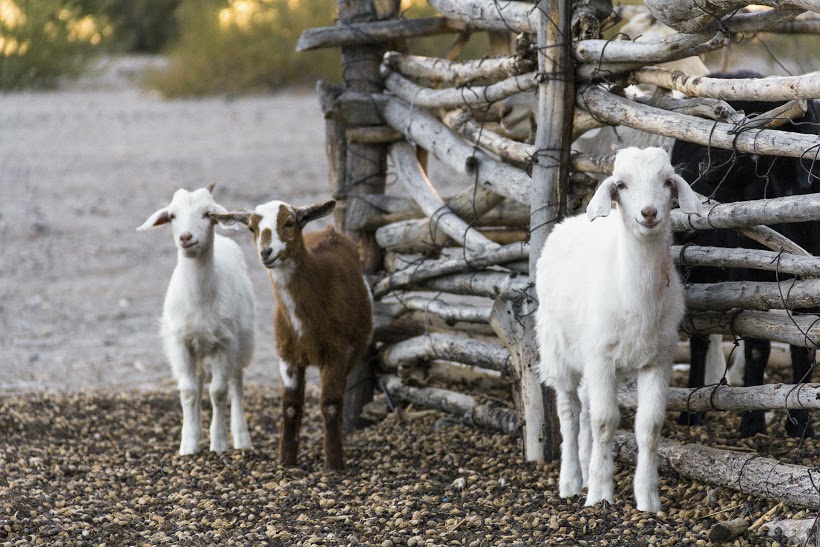 keywords: stock, goats, protect farm animals, companion Some goats from countryside of Salta Province, Argentina.