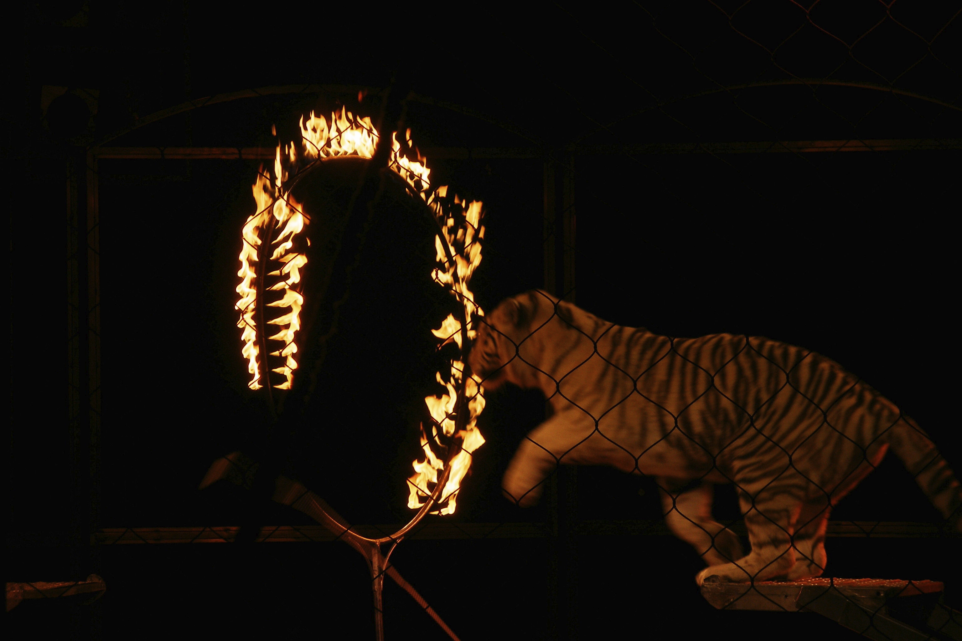 Keywords: CAPTIVE, stock, circus, tiger, performing, ring of fire, jumping through, wild animals in circuses, animal act, performance