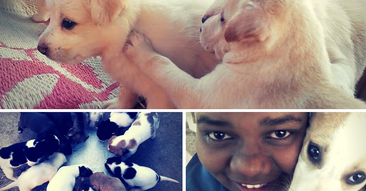 This Woman Rescued 44 Dogs from the Streets and Is Raising Them in Her House. Here’s Why!