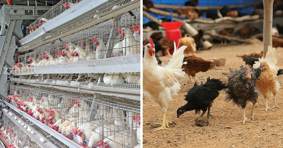 Hens on This Farm Are Not Kept in Tiny Cages But Are Free to Walk, Run and Fly