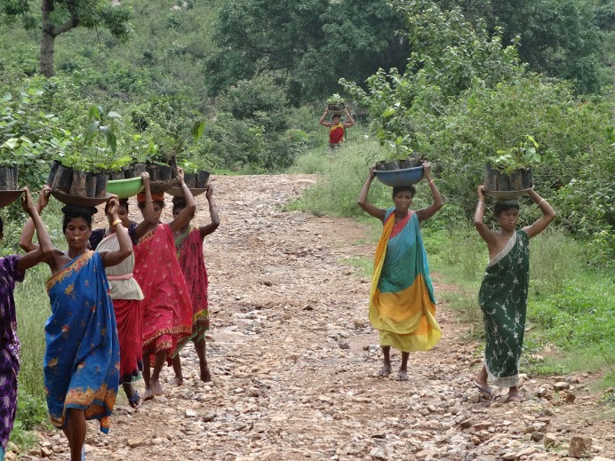 Women carrying saplings to plantation site_Chikalamari (Kondha)