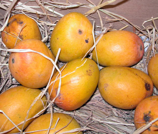 Alphonso Mango were the most sold on Zepto in 2023. 