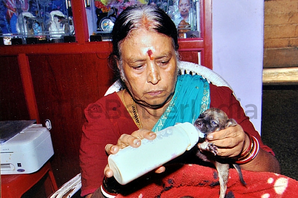 Elderly Couple in Chennai Saving Street Animals with Medical Care