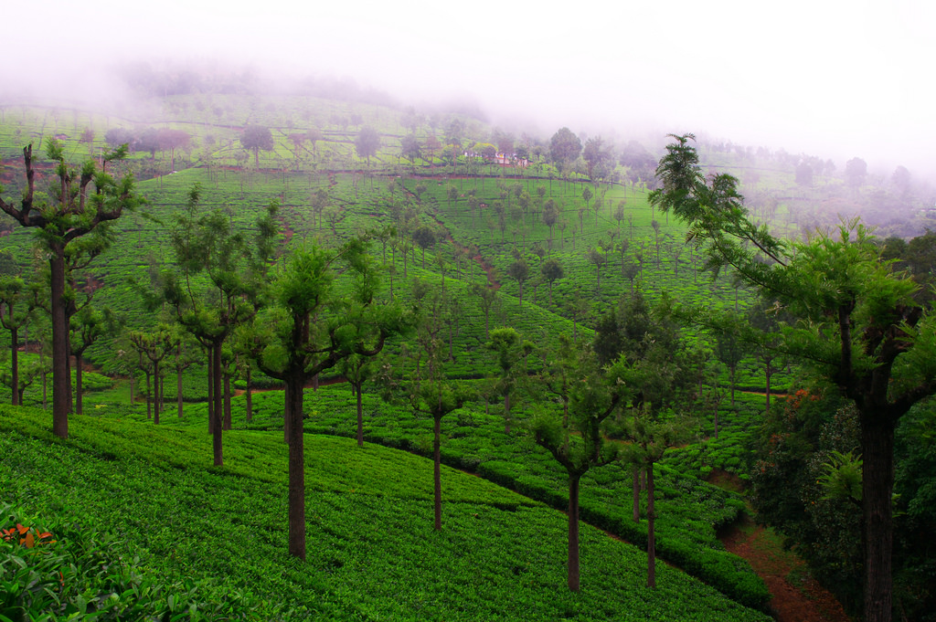 coonoor