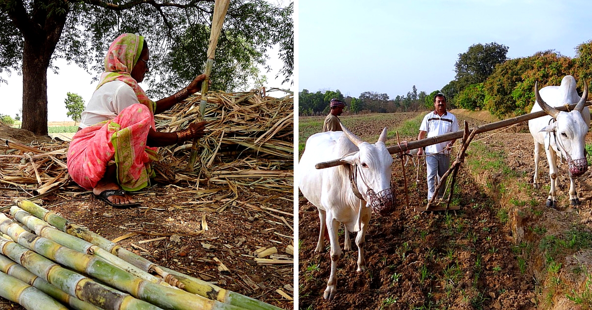 10 Revolutionary Ideas for Smart Farming From Ordinary Citizens the Govt Should Listen To