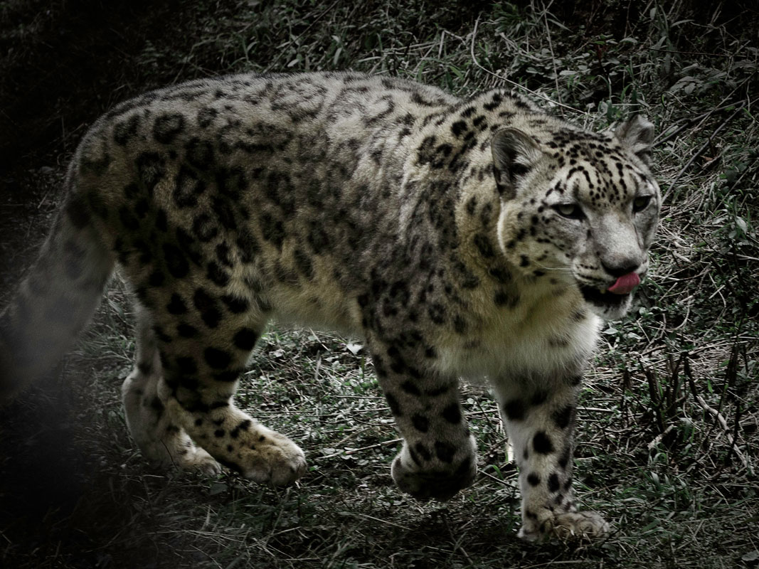WWF Cameras Capture Endangered Snow Leopards in Sikkim for The First Time. Check Out the Pics!