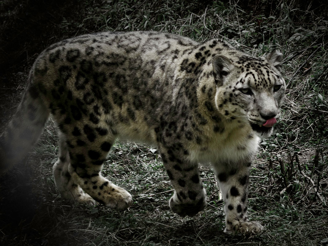 For the First Time, WWF Cameras Captured Endangered Snow Leopards